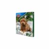 Calendrier de l'avent chien 2021 Trixie