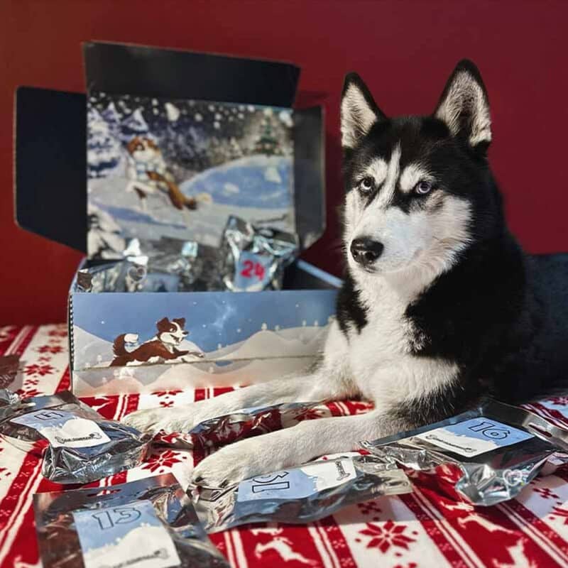 Calendrier de l'Avent pour Chien 2024 Cani-Gourmand contenant 24 friandises naturelles pour chiens