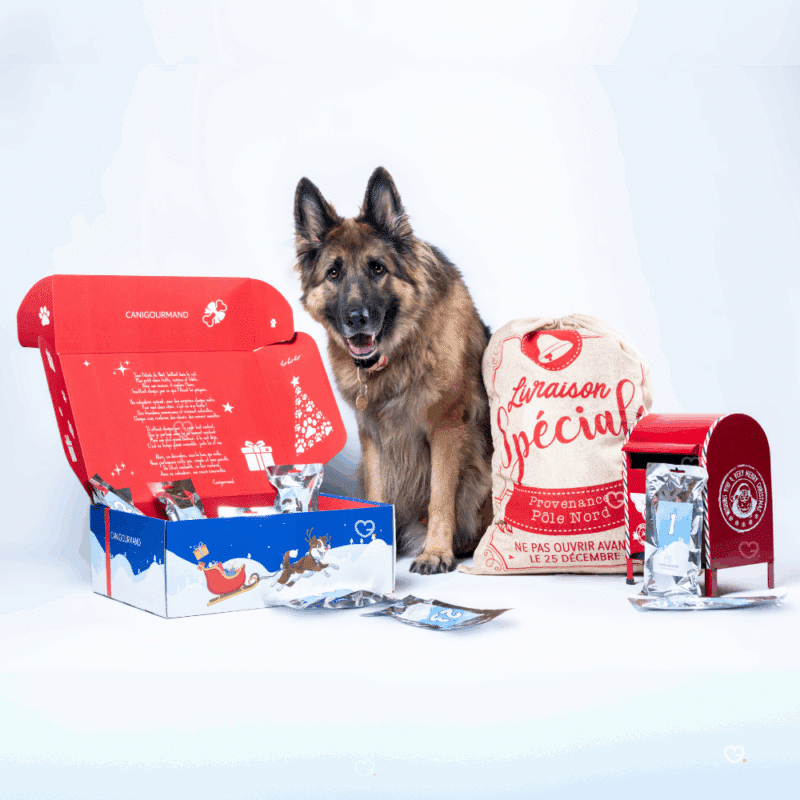 Calendrier de l’Avent pour chien 2025 caniGourmand avec 24 friandises naturelles en 8 saveurs, cadeau festif et gourmand pour chiens.